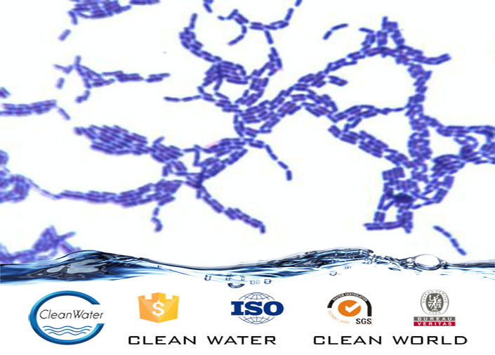 Biological Wastewater Treatment Anaerobic Bacterial Agents Powder